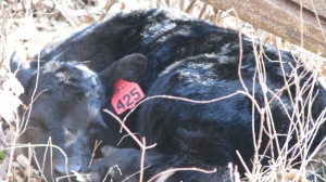 Newborn heifer 425